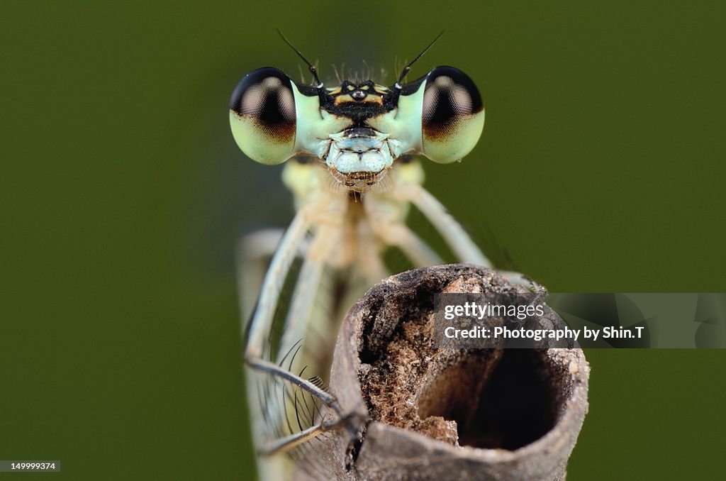 Portrait of damselfly