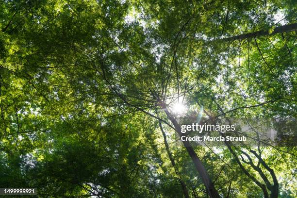 looking up to the  trees above in a forest - mh stock pictures, royalty-free photos & images