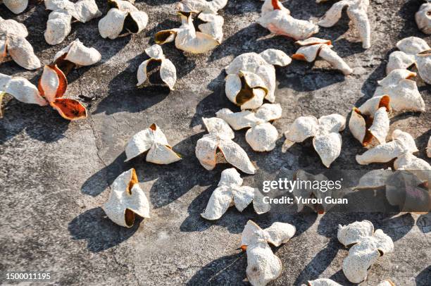 dry xinhui tangerine peel (also called xinhui chenpi), guangdong citrus peel. - orange peel texture stock pictures, royalty-free photos & images