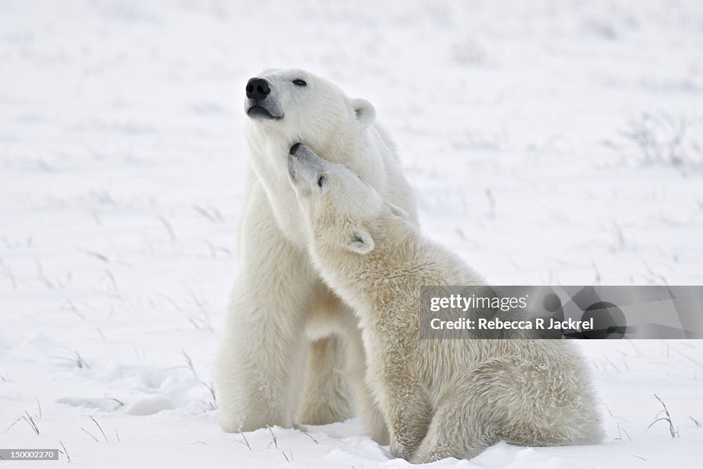 Polar bear mother and cub