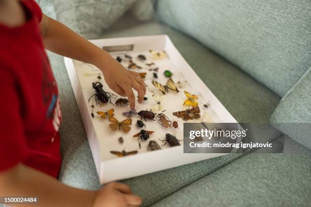 curious boy touching insects - insect collection stock pictures, royalty-free photos & images