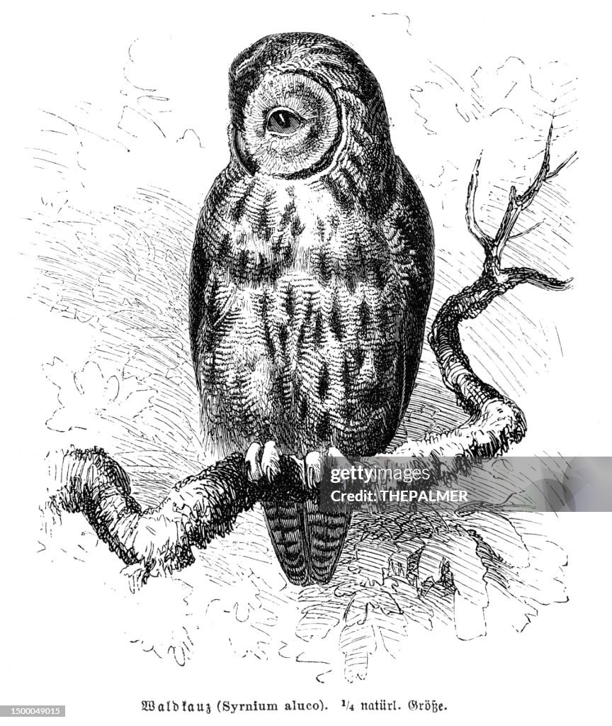 Tawny owl bird engraving illustration 1892