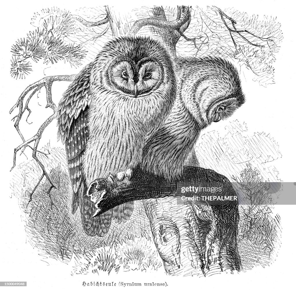 Ural owl bird engraving illustration 1892
