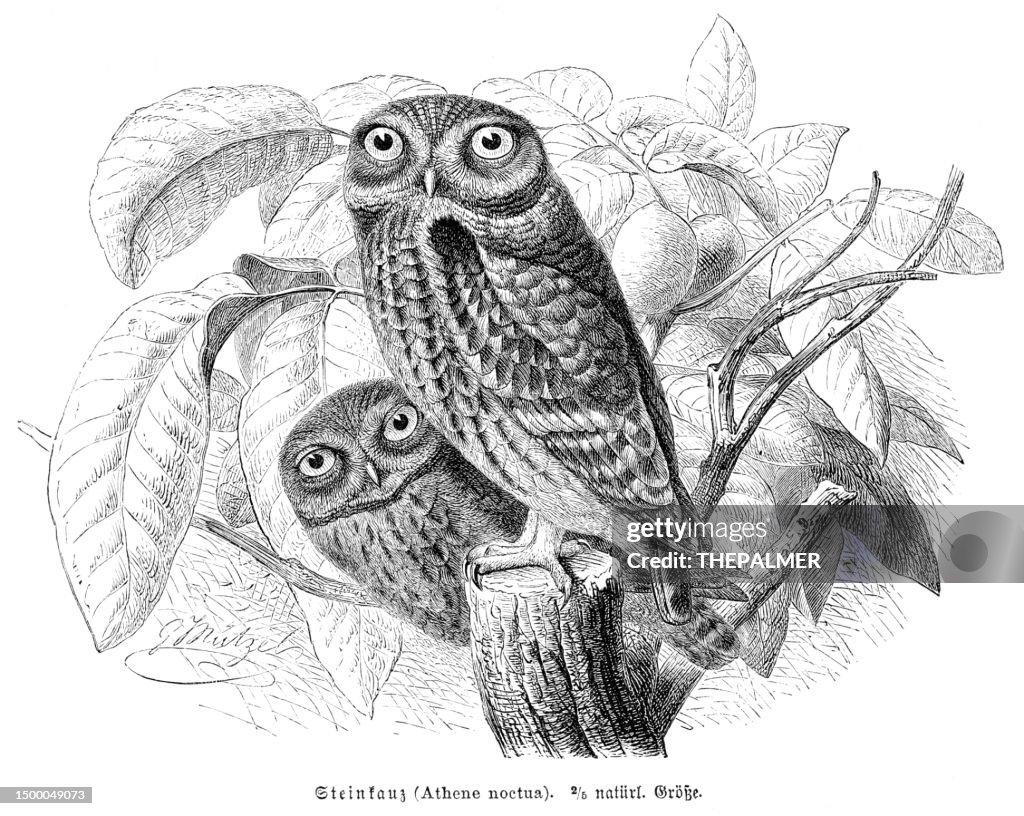 The little owl (Athene noctua) bird engraving illustration 1892