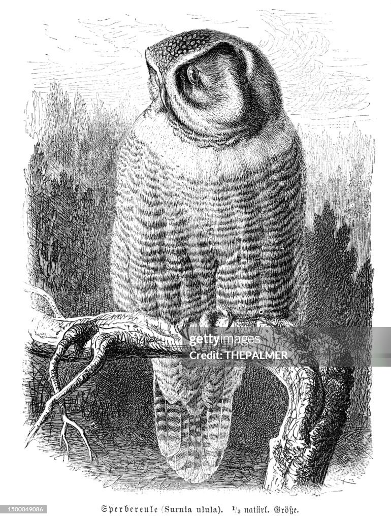 Northern hawk-owl bird engraving illustration 1892