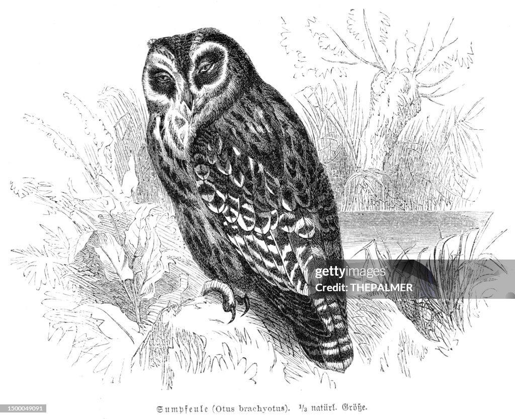 The Short-Eared Owl bird engraving illustration 1892