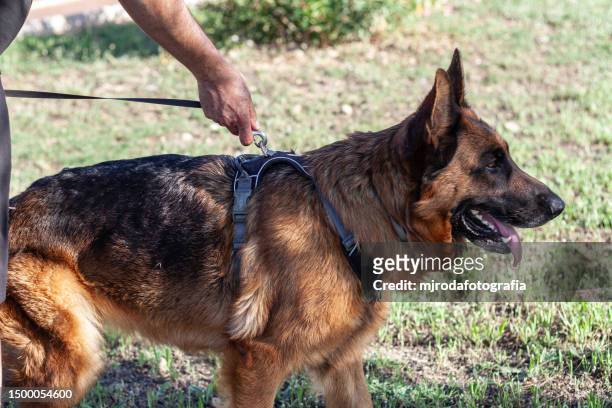 german shepherd dog with harness and leash - police dog stock-fotos und bilder