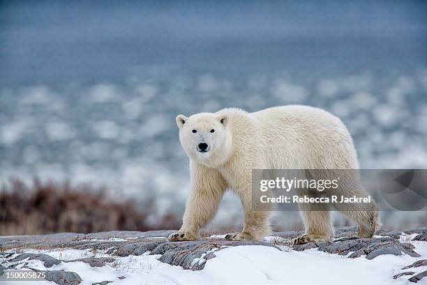 polar bear - manitoba stock pictures, royalty-free photos & images