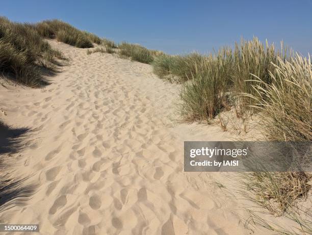landscape of the dunes at the north sea, the belgian coast - sand dune stock pictures, royalty-free photos & images