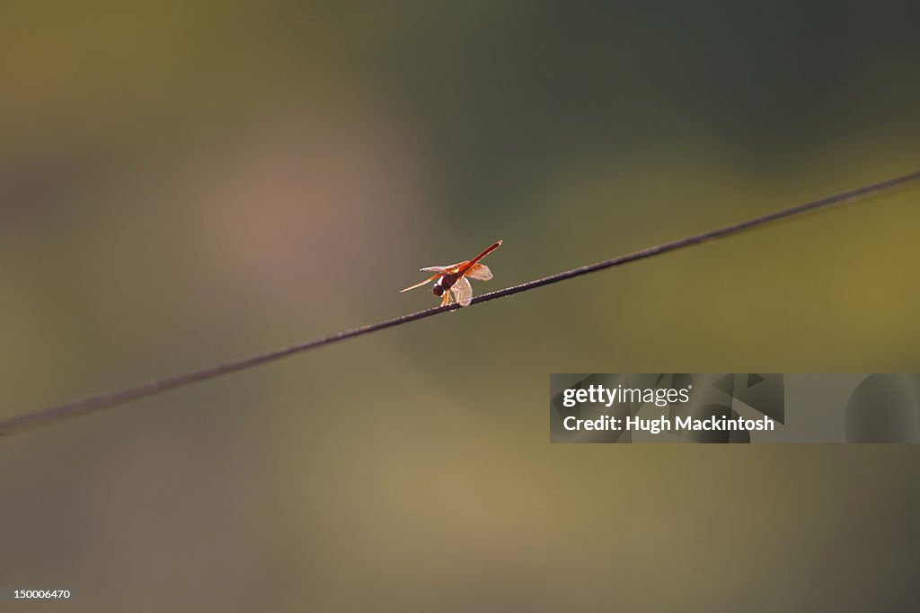Dragonfly, Kruger National Park, South Africa