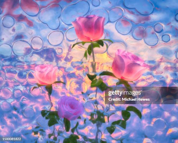 Cascadng Roses 107 Cascading Roses Stock Photos, High-Res Pictures, and Images - Getty ...