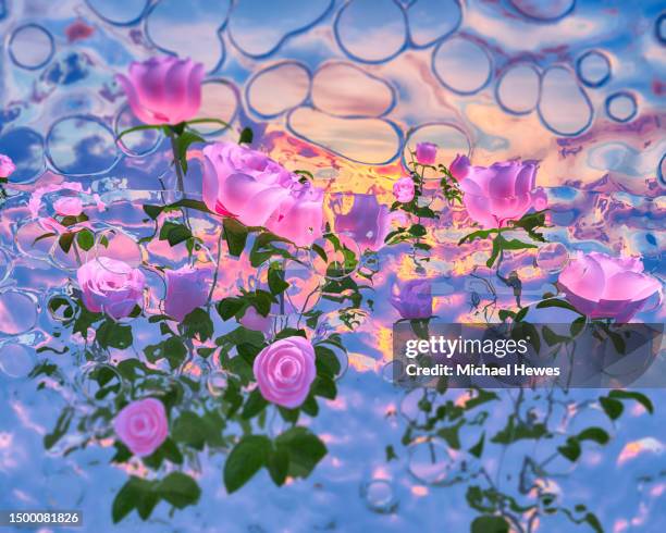 Cascadng Roses 107 Cascading Roses Stock Photos, High-Res Pictures, and Images - Getty ...