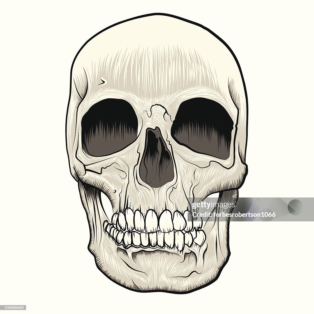 Human Skull