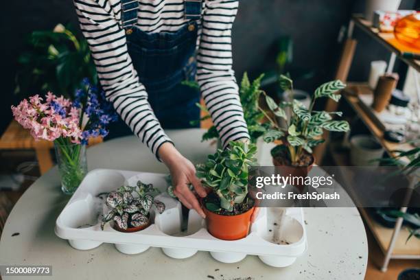 a close up view of an unrecognizable woman taking care of her houseplants - plastic flower pot stock pictures, royalty-free photos & images