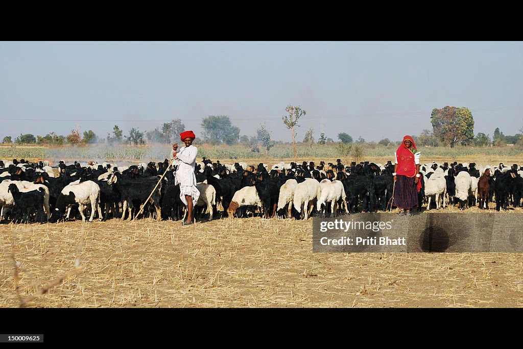 Maldhari couple grazing cattle
