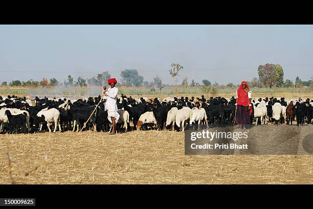 maldhari couple grazing cattle - grazing stock pictures, royalty-free photos & images