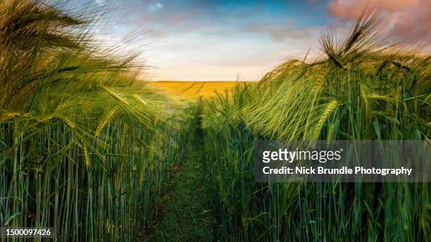 a field of barley. - vegetable stock pictures, royalty-free photos & images