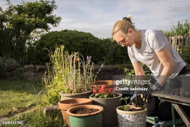 woman planting tomatoes in suburban garden - women gardening stock pictures, royalty-free photos & images