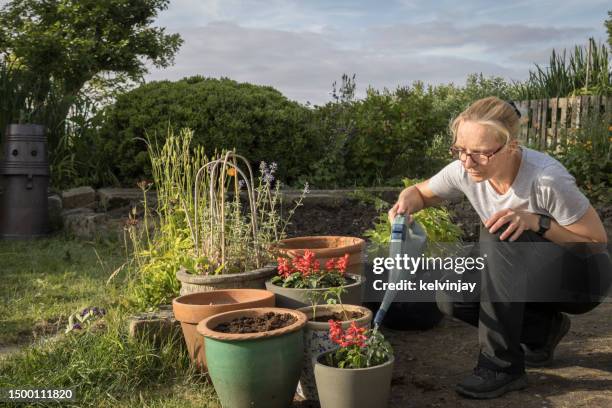 woman planting tomatoes in suburban garden - women gardening stock pictures, royalty-free photos & images