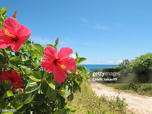 red hibiscus flower - okinawa prefecture fotografías e imágenes de stock