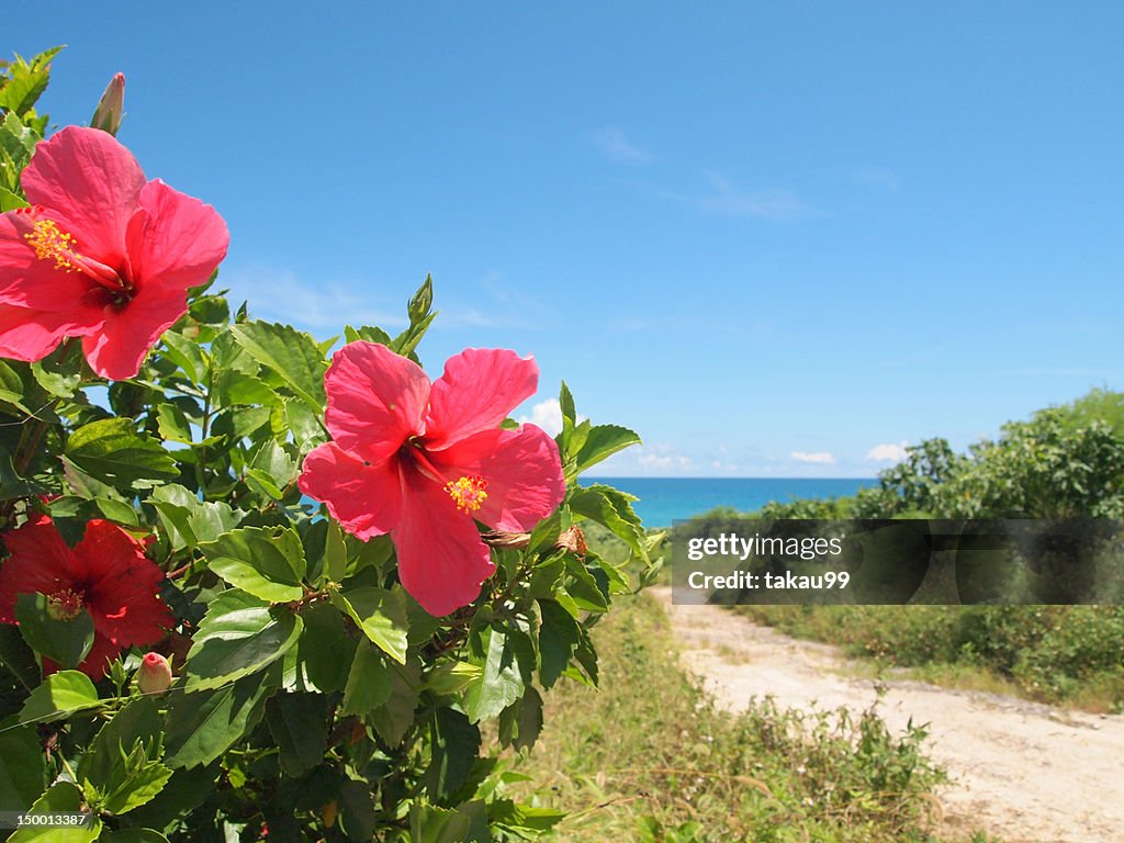 Red Hibiscus flower