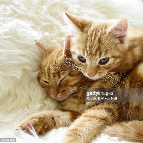 kittens - em van nuil stock pictures, royalty-free photos & images