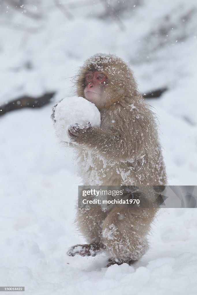 Carrying snow ball