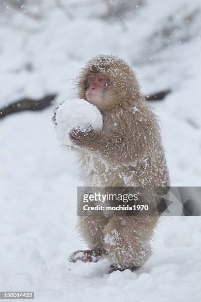 carrying snow ball - macaque stock pictures, royalty-free photos & images