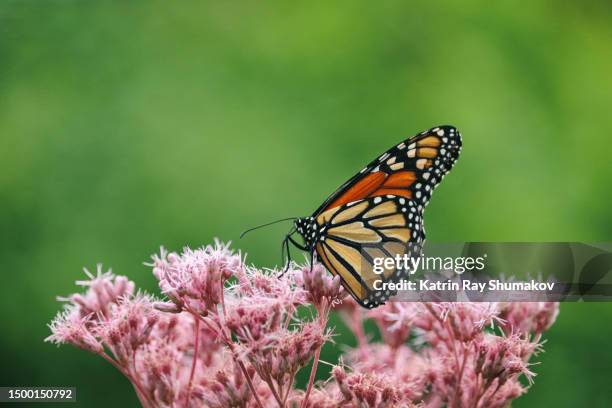 monarch butterfly on miklweed flower - butterfly milkweed stock-fotos und bilder