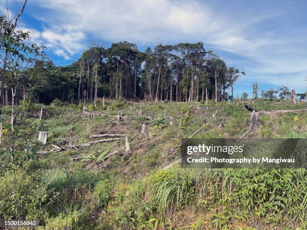 Fallen Tree In Jungle 653 Fallen Tree Jungle Stock Photos, High-Res Pictures, and Images ...