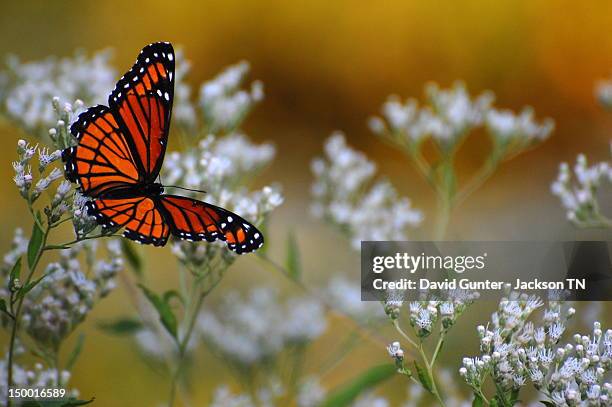 viceroy butterfly - viceroy stock pictures, royalty-free photos & images