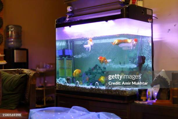 freshwater fish aquarium in a living room. - aquarium home stock-fotos und bilder