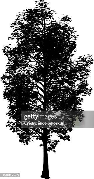 maple silhouette - maple tree white background stock illustrations