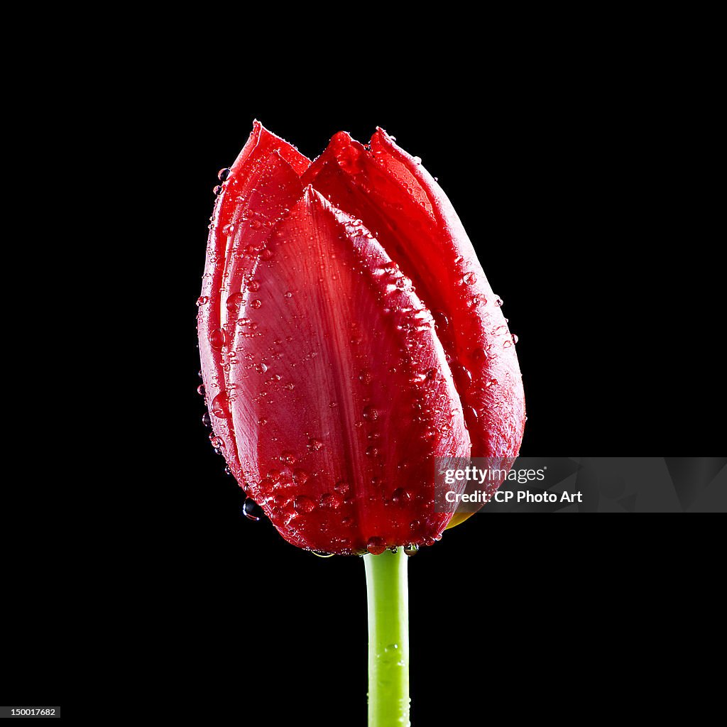 Tulip Ile de France