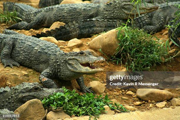 chinese alligators - alligator sinensis stock pictures, royalty-free photos & images