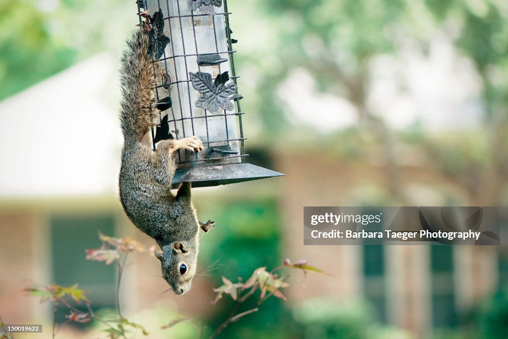 Acrobat squirrel