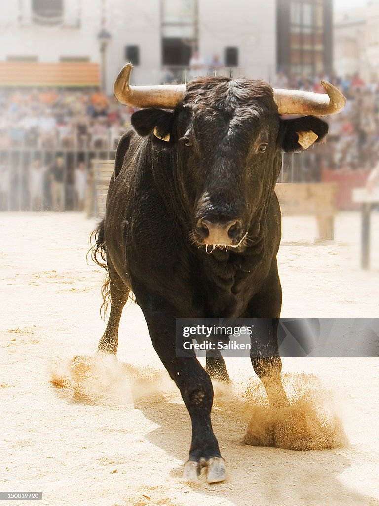 Bull