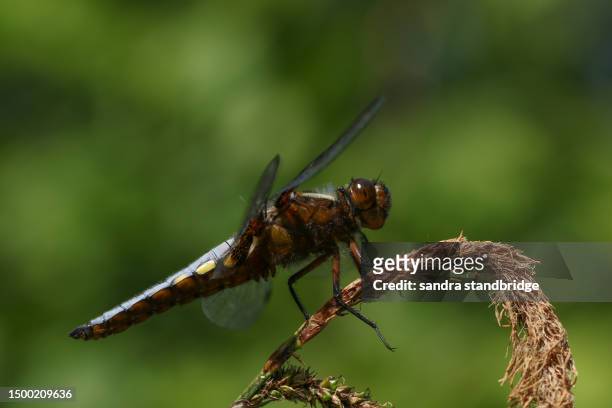 a stunning male broad-bodied chaser, libellula depressa, perching on a tufted-sedge plant. - cyperaceae stock pictures, royalty-free photos & images