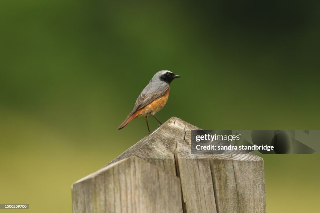 A male Redstart, Phoenicurus phoenicurus, perching on a fence post in a meadow. It is hunting for insects to feed to its babies in springtime.