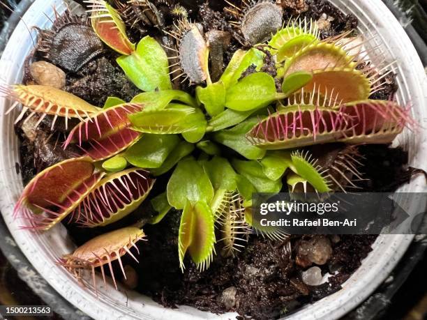 venus fly trap plant growing in a small pot - carnivora stock pictures, royalty-free photos & images