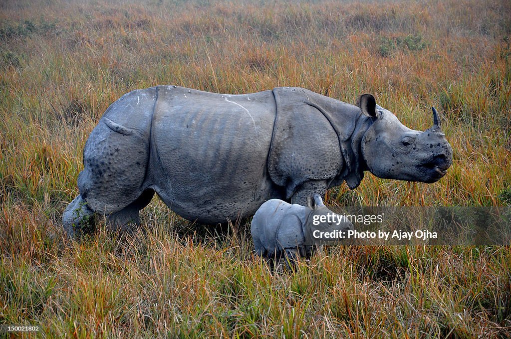 Indian rhino and baby