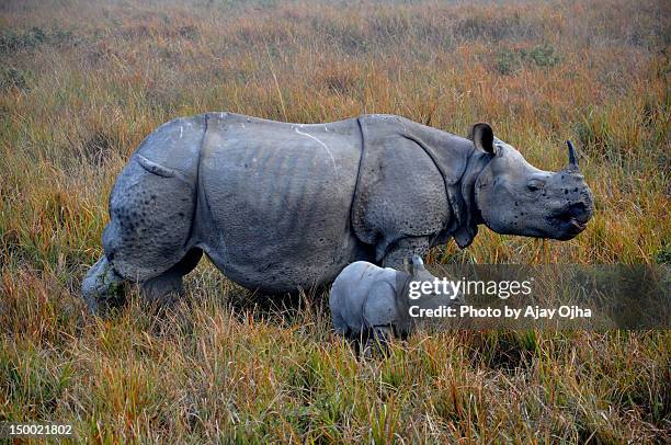 indian rhino and baby - kaziranga national park stock pictures, royalty-free photos & images