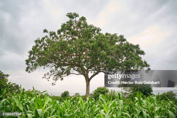 Temir Tree 3,264 Ethiopia Trees Stock Photos, High-Res Pictures, and Images ...