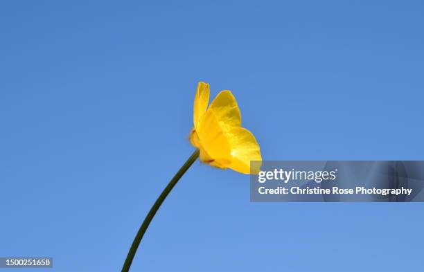 what's up buttercup - buttercup stock pictures, royalty-free photos & images