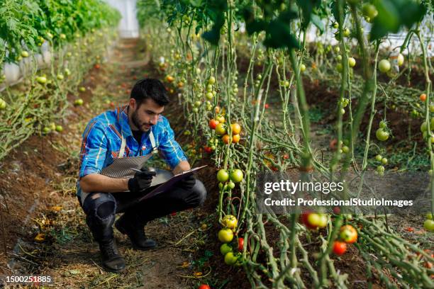 Lab Picker Testing Lab Picker Photos and Premium High Res Pictures - Getty Images