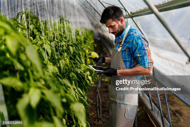 a young man is checking the growing peppers in a large greenhouse using a digital tablet. - tomate stock pictures, royalty-free photos & images