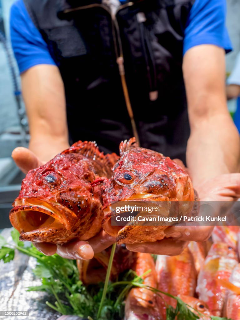 Fish vendor presents two red scorpionfish for sale