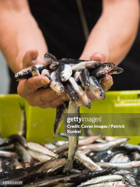 man holding anchovy fish - pescivendolo foto e immagini stock