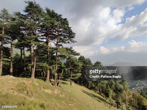 Dense Himalayan coniferous evergreen forests seen on June 6, 2023 at Bhadwerwah, India.