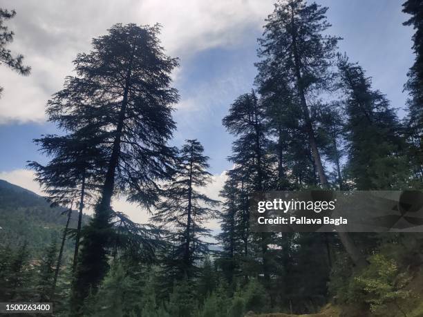 Dense Himalayan coniferous evergreen forests seen on June 6, 2023 at Bhadwerwah, India.